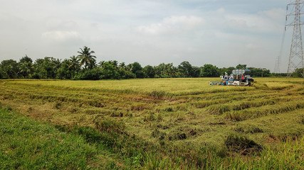 Rice farm on harvesting season by farmer with combine harvesters and tractor on Rice field plantation pattern. photo by drone from bird eye view in countryside Thailand.