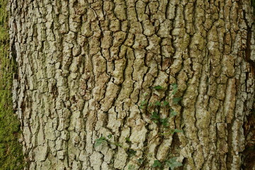 Tree pattern