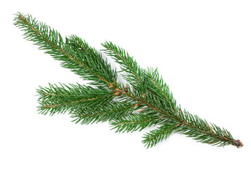 Fir tree branch isolated. Nature Symbol of Christmas and New Year on white background.