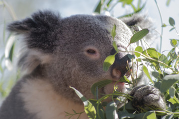 Koala bear eating eucalyptus leaves