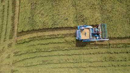 Fototapeta na wymiar Rice farm on harvesting season by farmer with combine harvesters and tractor on Rice field plantation pattern. photo by drone from bird eye view in countryside Thailand.