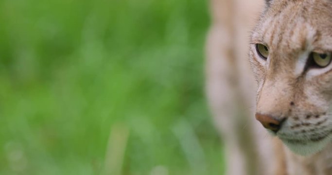 Close-up portrait of european lynx standing in the forest