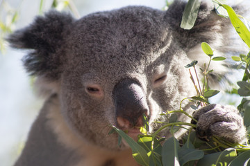 Koala bear eating eucalyptus leaves