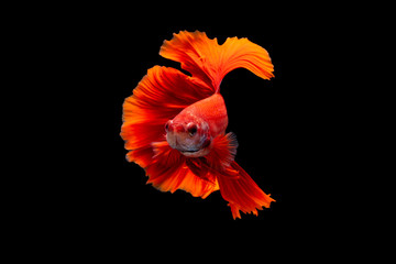 The moving moment beautiful of red siamese betta fish or splendens fighting fish in thailand on black background. Thailand called Pla-kad or biting fish. © Soonthorn