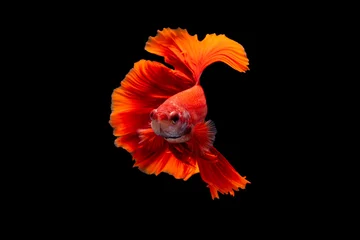 Rolgordijnen The moving moment beautiful of red siamese betta fish or splendens fighting fish in thailand on black background. Thailand called Pla-kad or biting fish. © Soonthorn