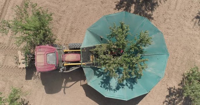 Recolectando Almendros con paraguas
