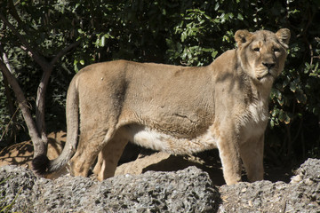 Female lion looking