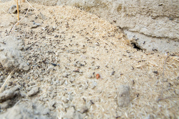 Black ants in desert near an anthill . Sugar ants gather around the hole of their nest . closeup soil around the ant's nest on the ground . Nests ant or small round ant escape holes in the garden.