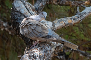 collared dove