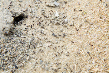 Black ants in desert near an anthill . Sugar ants gather around the hole of their nest . closeup soil around the ant's nest on the ground . Nests ant or small round ant escape holes in the garden.