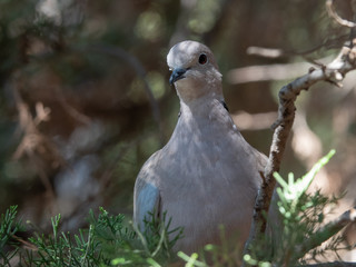 collared dove