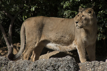 Female lion looking