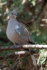 collared dove
