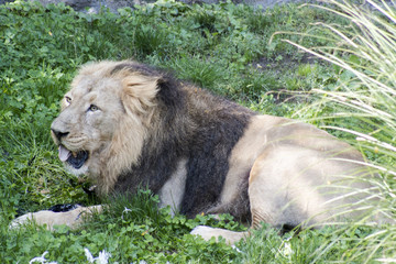 Male lion eating chicken