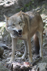 Fototapeta premium Wolf eating chicken