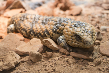 Lizard