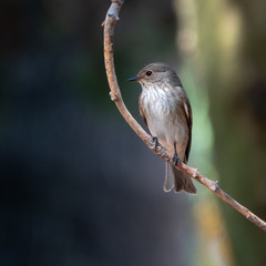 Spotted Flycatcher