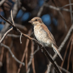 Red-backed Shrike