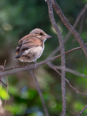 Red-backed Shrike