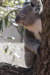 Koala bear sitting on a tree