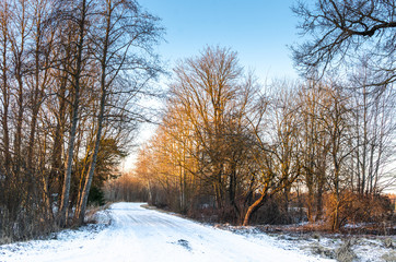 A snowy tree-lined countryside road in winter