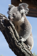 Koala bear on a tree