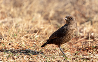 Obraz premium Ant-eating chat standing in grassland