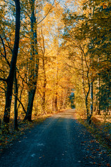 autumn road in forrest