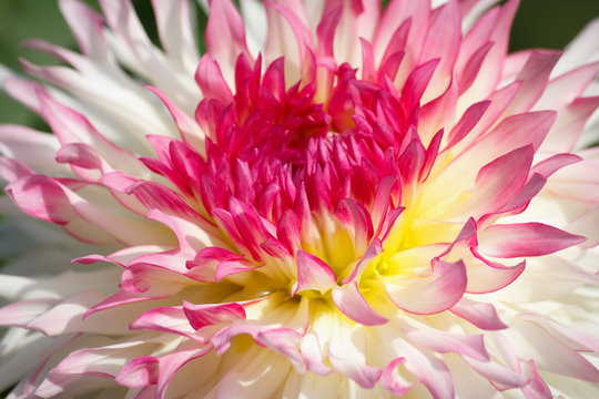 Closeup of a pink white colored dahlia flower - sunny bright look and feel
