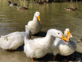 Feeding bread to the ducks as a pair of white Pekin Ducks sharing a piece of white bread