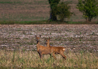 Rehe im Feld