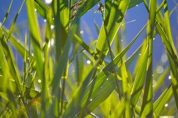Beautiful natural background. Green shoots and leaves of reeds, reeds with drops of water and sunlight. Blur.