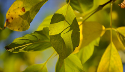 Lovely light and shadow on the yellow and green leaves on the branch. Autumn sunny day. Light and shadow. Warm autumn.