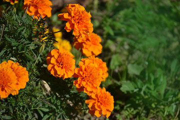 Round, bright orange flowers Marigolds