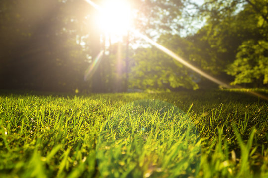 Tranquil new grass with fresh spring summer or fall smells in the air.  Allergies and pollen.