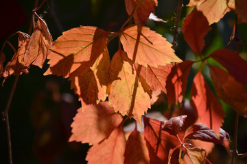 Red leaves on a dark background. Autumn