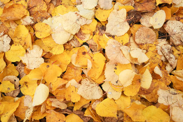 Yellow autumn leaves on the ground.