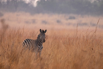  A plains zebra (Equus quagga) standing in a beautiful field of grass