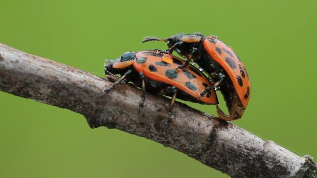 Beetles leaf-eaters decapods mate in summer on tree branch