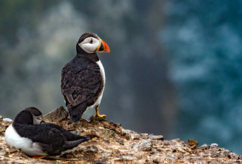 Close up of pair of Puffins on cliff edge