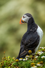 Close up of single Puffin