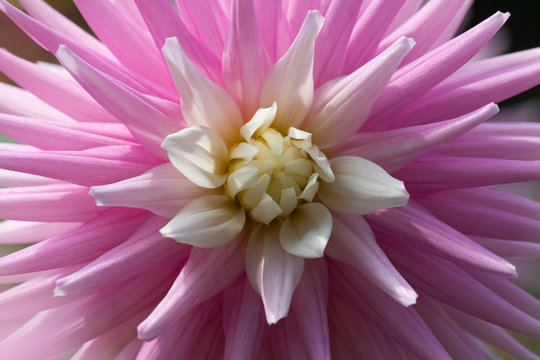 Fototapeta Closeup of a pink pastel colored Dahlia flower  
