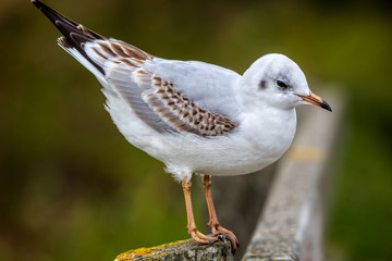 Close up of juvenile gull and its beautiful plummage