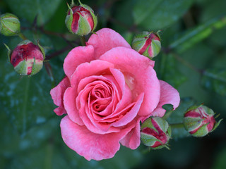 rosa 2