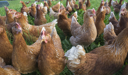 happy and healthy chickens, living in a mobile chicken home for organic poulty keeping in a chicken farm in Vorarlberg ,Austria