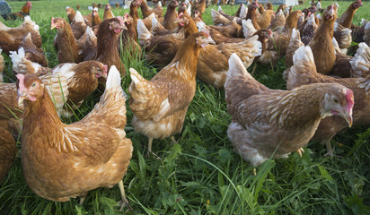 happy and healthy chickens, living in a mobile chicken home for organic poulty keeping in a chicken farm in Vorarlberg ,Austria