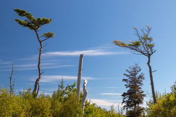 Trees against a summer sky, light clouds, sky blue, Halifax, Point Pleasant Park