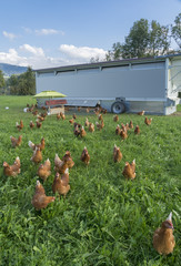 happy and healthy chickens in a mobile chicken home for organic poulty keeping in a chicken farm in...