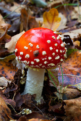Young white dotted red mushroom, a Fly agaric or Fly amantia in fallen leaves