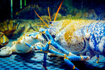 Colorful crawfish for sale, sea crustaceans inside aquarium in a restaurant